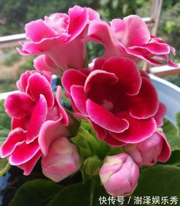 懒人|4种花是懒人的最爱,有阳光就爆盆,给点水就疯长,太好养