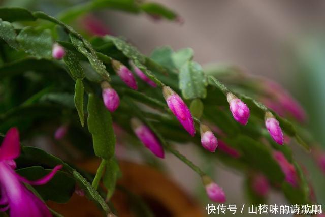 蟹爪兰新叶少很可能一件事没做好,赶紧补救还来得及!