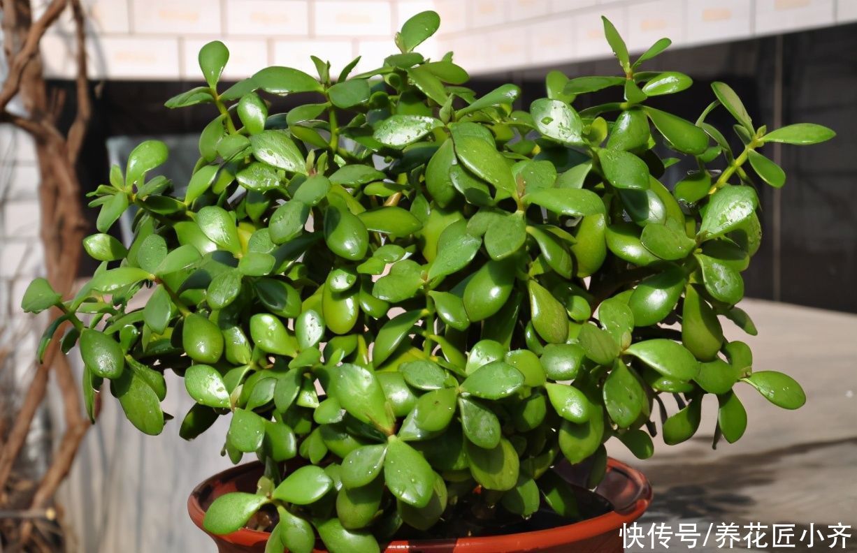 景天科|如果想让玉树长得快，夏季不能少了这3点