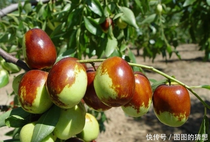 提个醒：吃过冬枣一小时内不可碰此种食物，早点告诉家里人