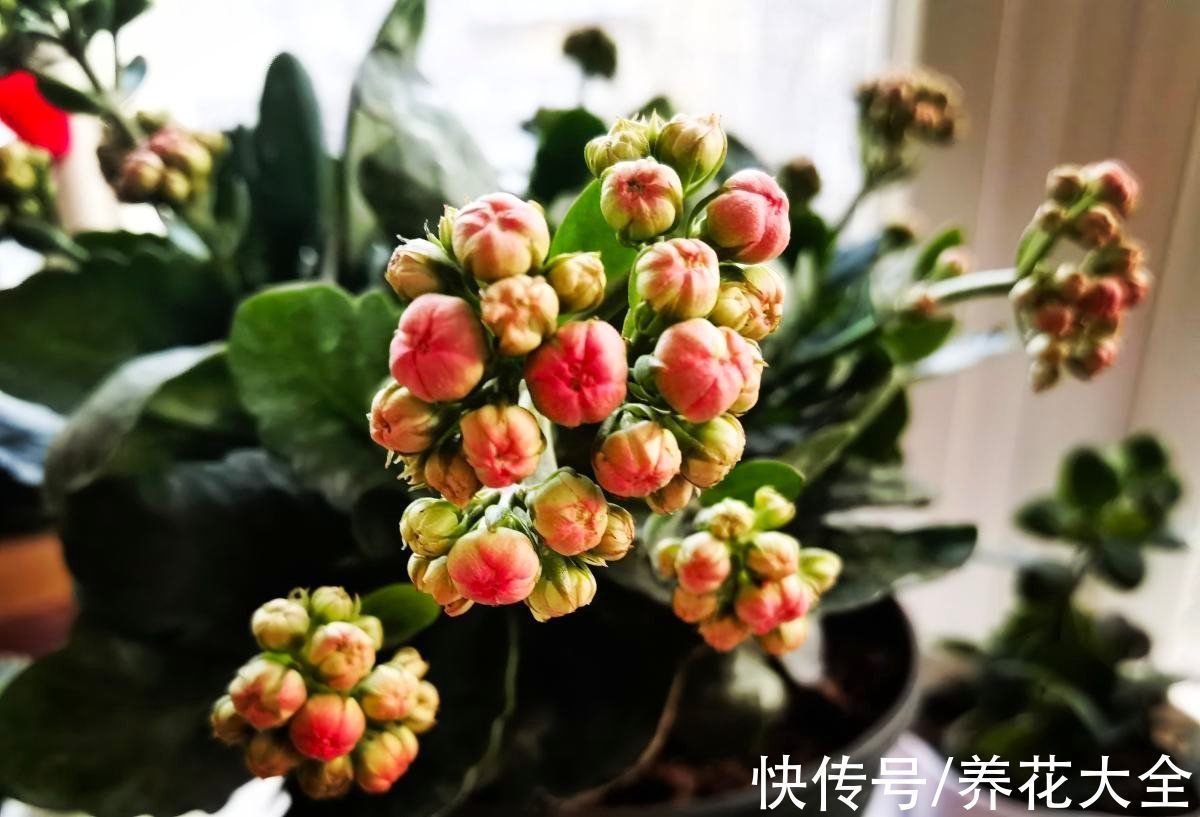 花根|想要养好长寿花，需注意“3少1丢”，来年独苗轻松变老桩