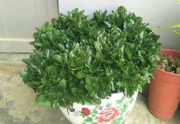 入冬后,这些花别折腾,越折腾越死