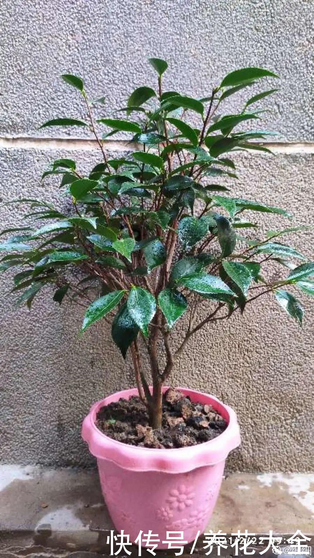 株形|7月必剪花,要抓紧时间,不然剪晚了不开花