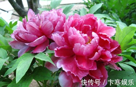 木槿|院子就养这5款植物,耐寒耐阴,一年四季开花不停,花朵烂漫,美