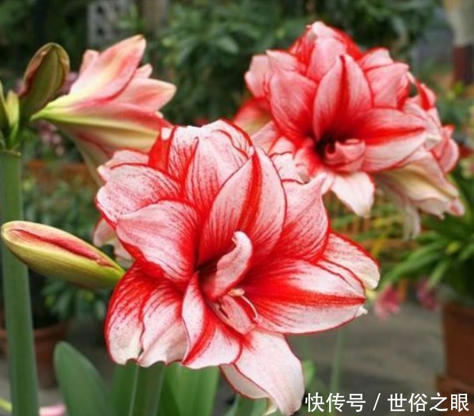 “4种花”好养又漂亮,开花一茬又一茬,花朵烂漫迷人,家中必备