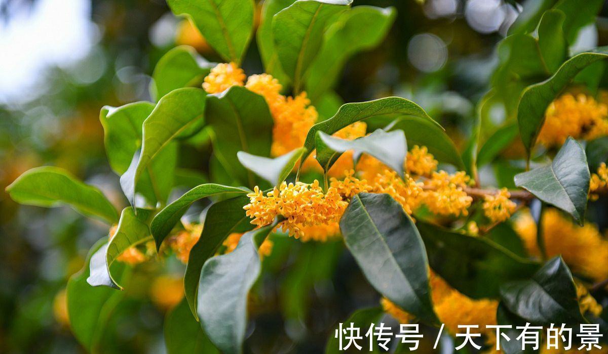 种植|俗语“桂花门前栽,贵人立门内”,桂花寓意这么好,在家如何养?