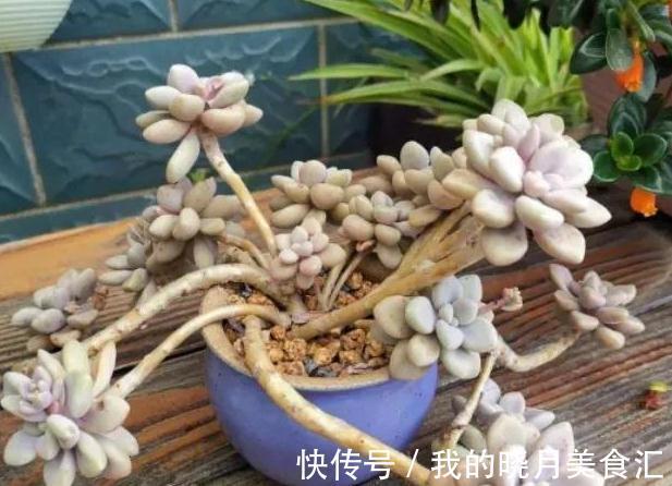 多肉植物得黑腐病是什么原因造成的,学会7个方法可预防此病害