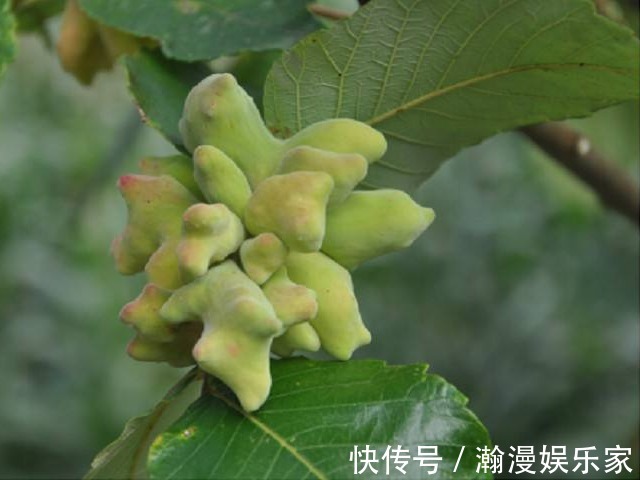 卫生易简方|老祖宗的好办法一味中药治牙疼,不用吃,一涂抹就好