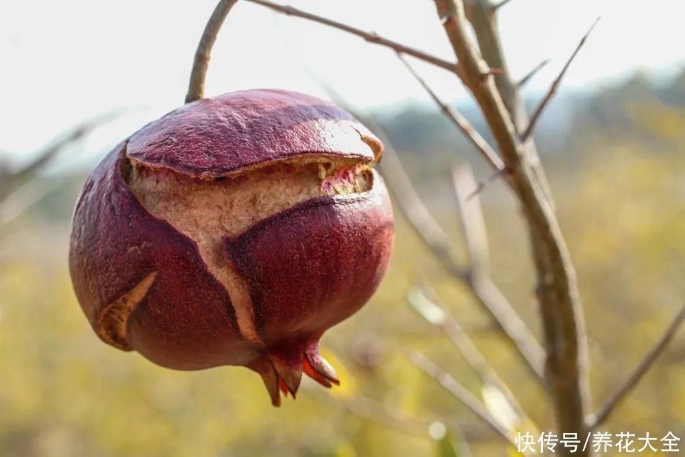 枝条|冬剪开始了,月季看见这种枝,就要赶紧剪