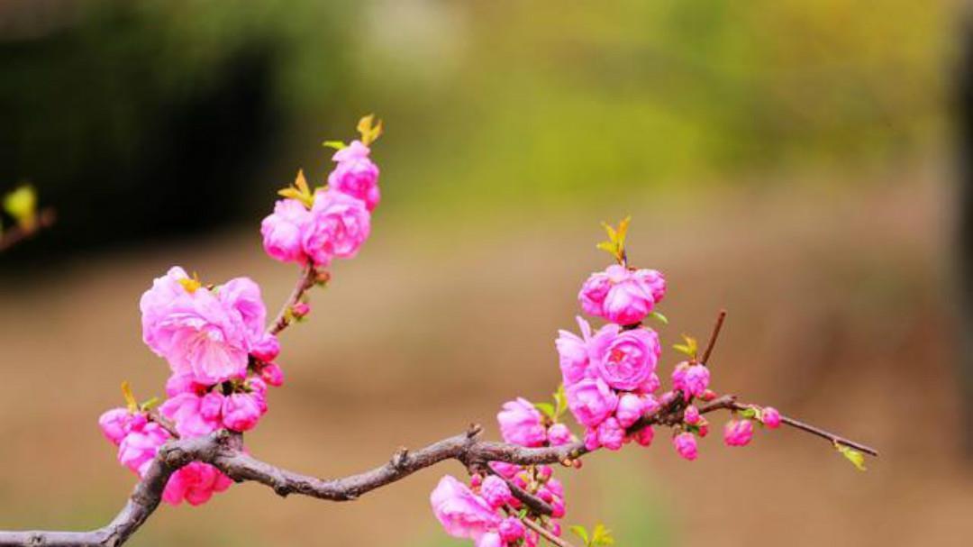 暗用|裴迪一首很有趣的诗,通篇构思巧妙暗用典故,寓意深远很有韵味