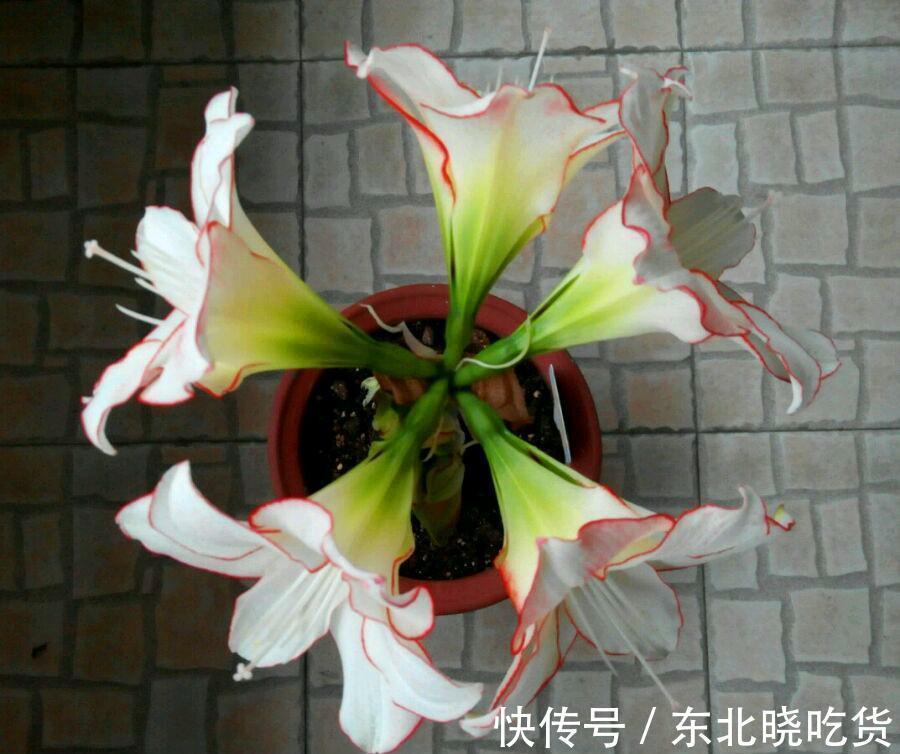 最喜欢怒放的花卉，不仅花开漂亮，而且还很好养，冬季养花就选它