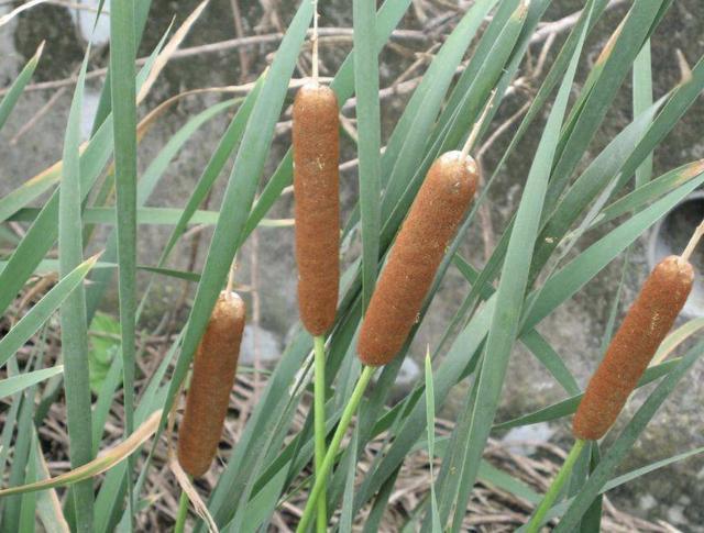 在河边，有1种奇特的“植物”，被称为“香肠草”，殊不知珍贵！