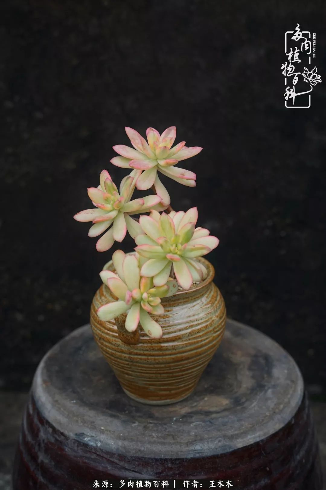 爱上多肉的第三个年头回看励志对比图,感悟岁月静好!