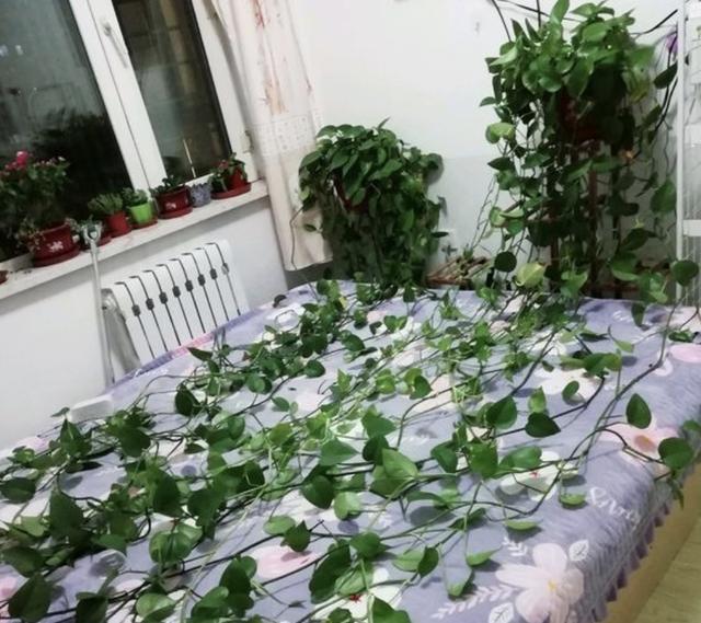 学会在夏天养绿萝，叶片长到“巴掌大”，冒出“小气根”，美！