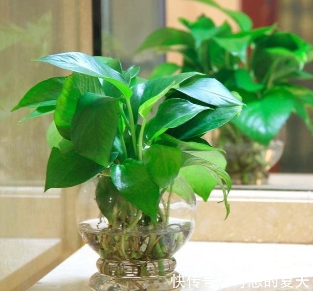 农历十月十八小雪后,养什么花?家里养3种花,五福临门幸福如意