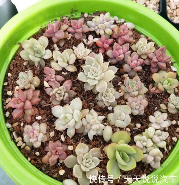 养花人，要学会“以花养花”，学着繁殖幼苗，幼苗也可以售卖