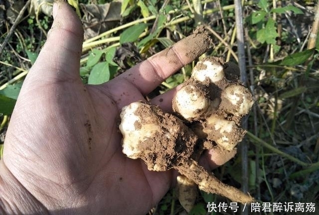 村里无人问津路边我野果,最后一个城里卖到25一斤