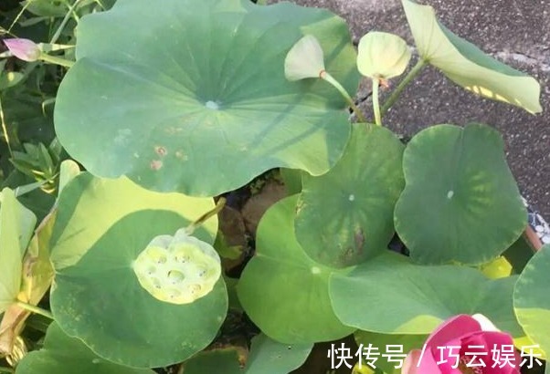 碗莲|别养绿萝了,此花叶大又绿,栽在阳台上,花开美如画,花香四溢!