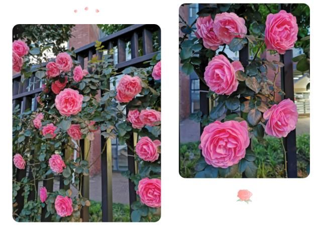 月季|花开成墙！杨浦顺平路上2520株月季正盛开~