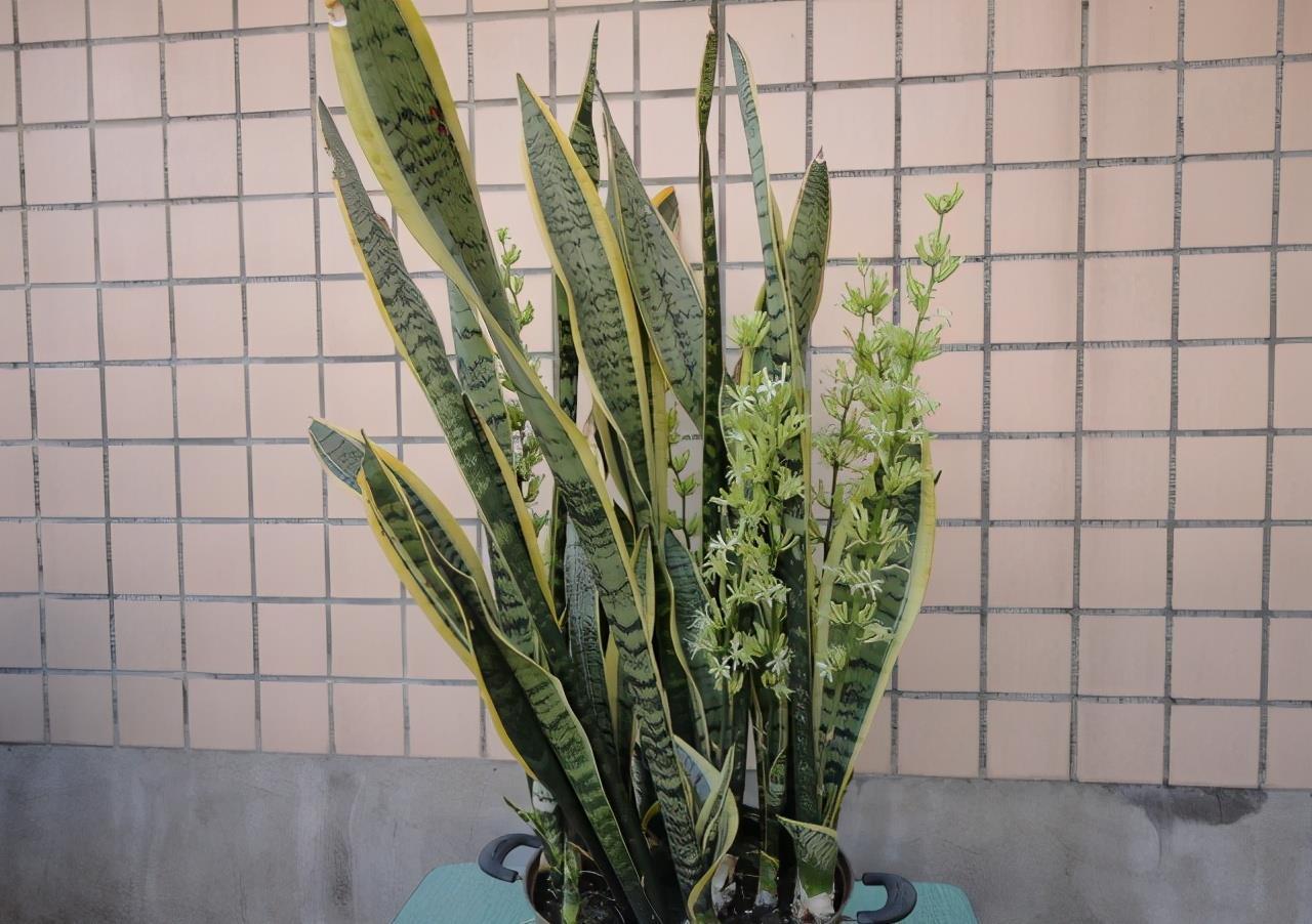 颜色|虎皮兰如何度夏？有2点很关键，叶子颜色更好看，每年都爆盆