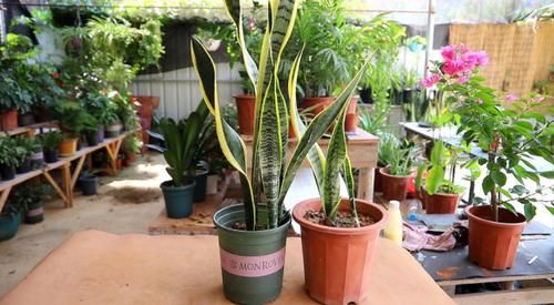 养花土壤板结不透气 用上这2样介质 花土变疏松 植物长势好 粉紫色