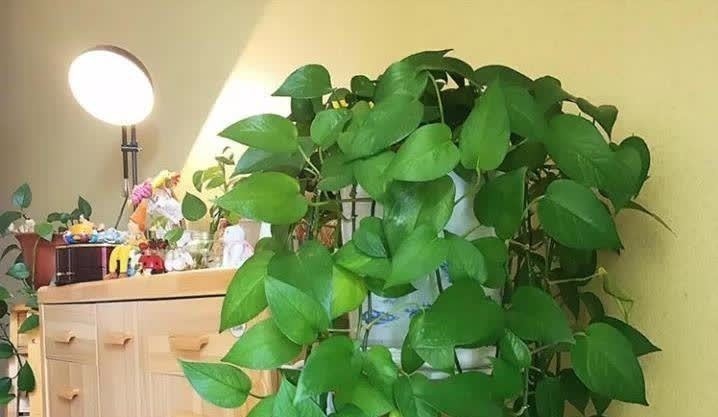 老祖宗|俗话说“一个绿萝七个鬼”,养绿萝真的好吗?老祖宗都有啥讲究