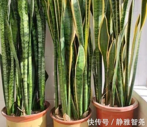 室内放绿萝、吊兰净化空气除臭味早过时了,现在更盛行虎皮兰