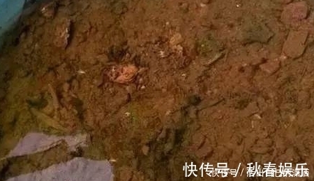 匍匐茎|妈妈养铜钱草年年用这1招,养出来的铜钱草爆满盆,叶子比手掌大