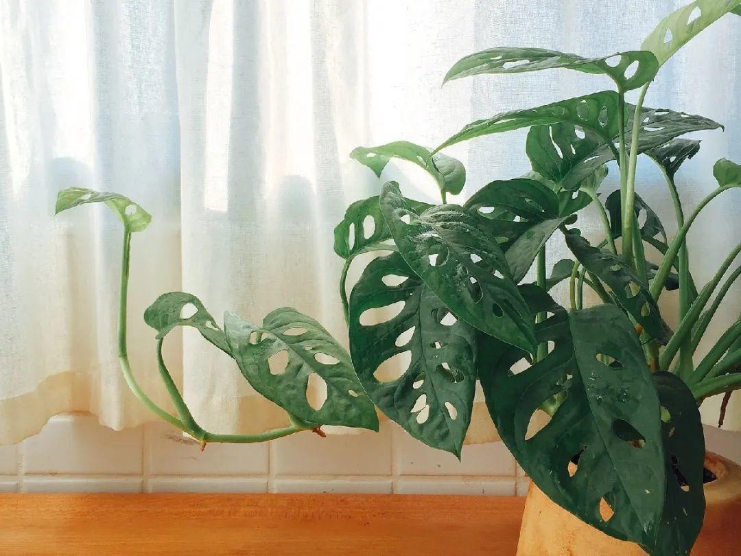 龟背竹是“吸废气”高手,家里放一盆,门窗紧闭也能空气清新!