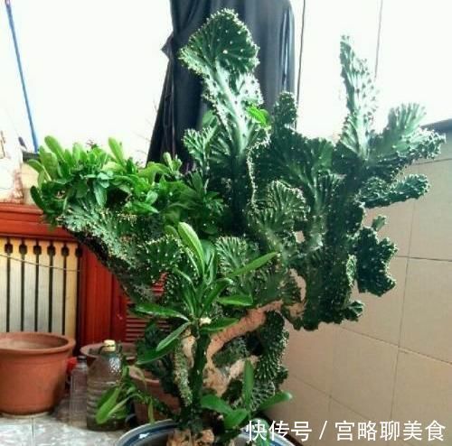 风水|阳台养花要“讲究”，3种“再丑”也要养一盆，镇宅又旺运