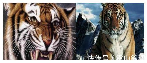 武学$林冲与武松的差距,就像豹子与老虎,不是一个体量和等级的武将!