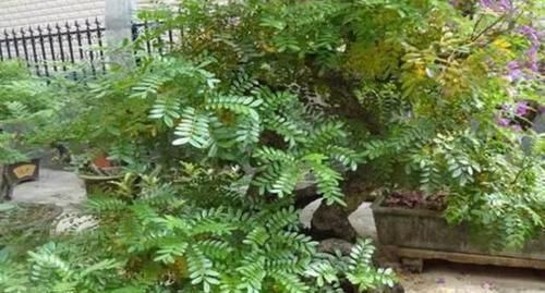 土壤|室内常摆放2种绿植,空气越来越好,让家人轻松拥有好睡眠