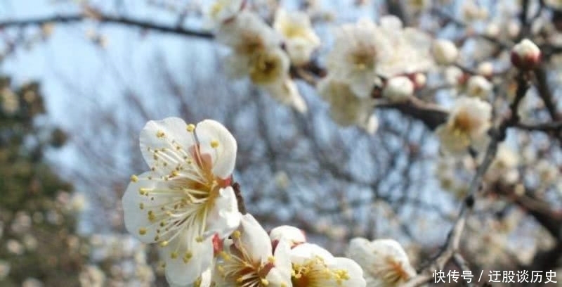 意境|辛弃疾最经典的一首咏梅词,通篇意境唯美,写出了梅花独特的品格