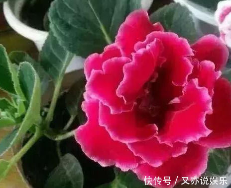 家里这几种花,哪怕干得“打蔫”,也不要往叶子喷水,否则只剩下花盆