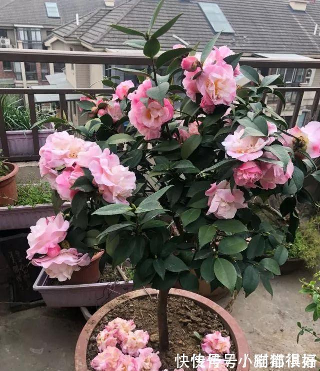 寓意|五种“吉祥花”,建议养一盆,不仅寓意好,还利于健康