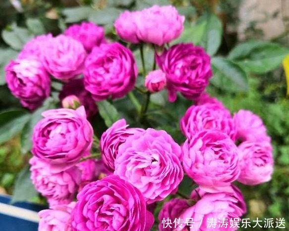 花瓣|喜欢菊花，不如养“高端玫瑰”假日公主，金色花瓣，熠熠生辉