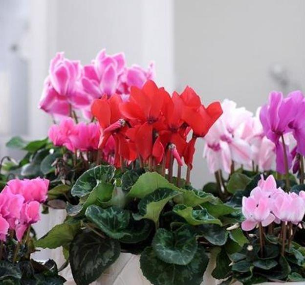 养花|养花就养个花期长的,花大色艳,层层交叠,烂漫迷人眼