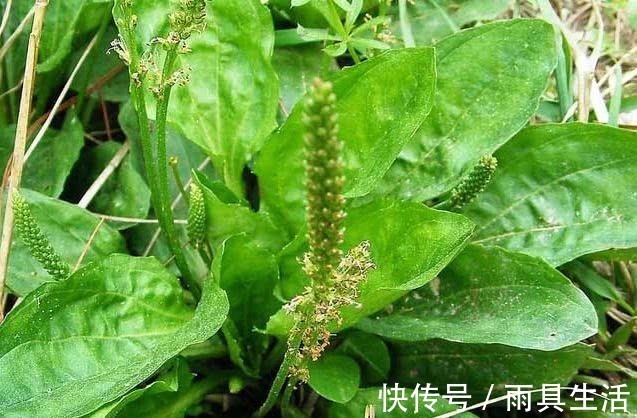 米醋|女人长白发了,别慌,米醋加此物,每天抹一抹,黑发回来