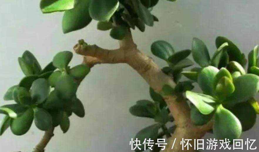 哇塞,6种便宜花,动手一剪变盆景,价格立马翻一倍