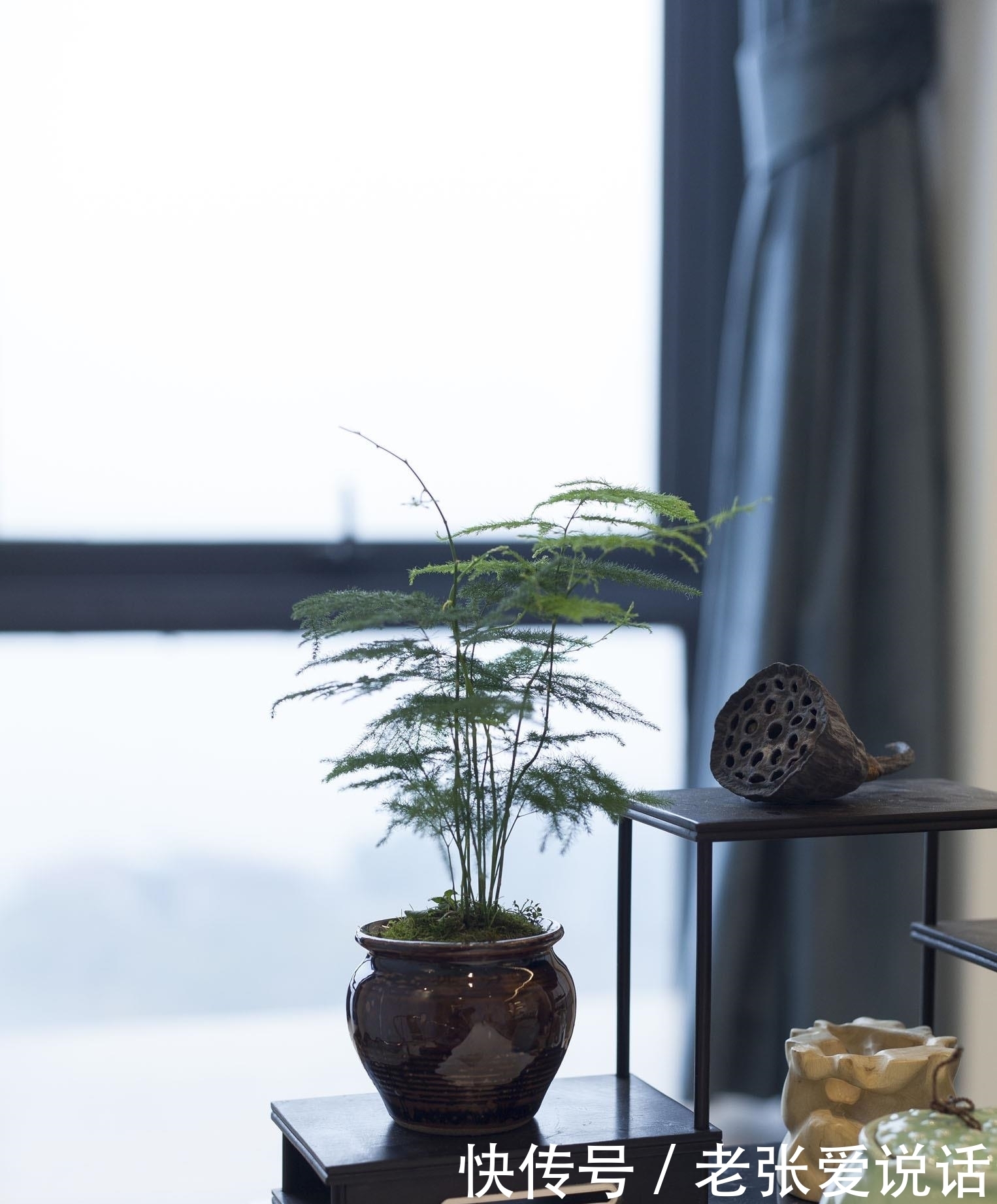 喜阴花|5种“喜阴花”,不要长时间晒太阳,屋外若有,抓紧搬进屋!