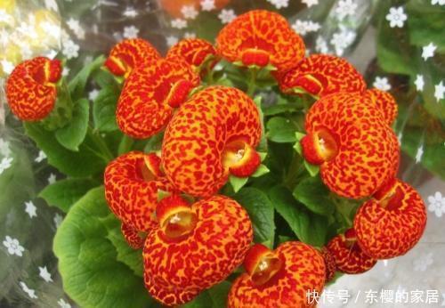 在家养花,就养3种“招财花”,天天好运来,富贵人家都会养