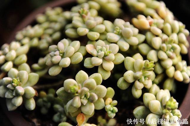 现在养多肉,不浇“4种水”,多长个心眼吧
