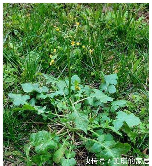 药材|农村这种“野草”，人称“还阳草”，遇见此花，一生喜乐无忧