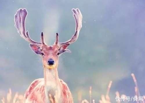 更上一层楼|凭第一眼的感觉,哪棵树最入你眼测未来你的孩子会不会有出息