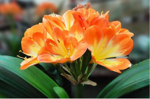 养“君子兰”记住4点,叶片整齐、不夹箭,一次开出几十朵花,美