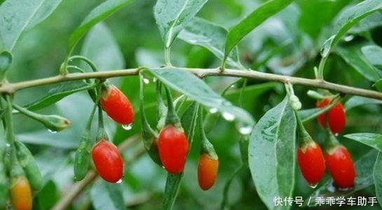 春季“头道鲜”,地道上海宁必吃!春季“头道鲜”,地道上海宁必吃!