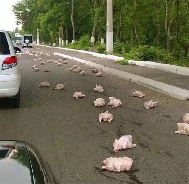 |搞笑图片幽默段子笑话哈哈,满地都是鸡啊,捡一只回去做菜不错