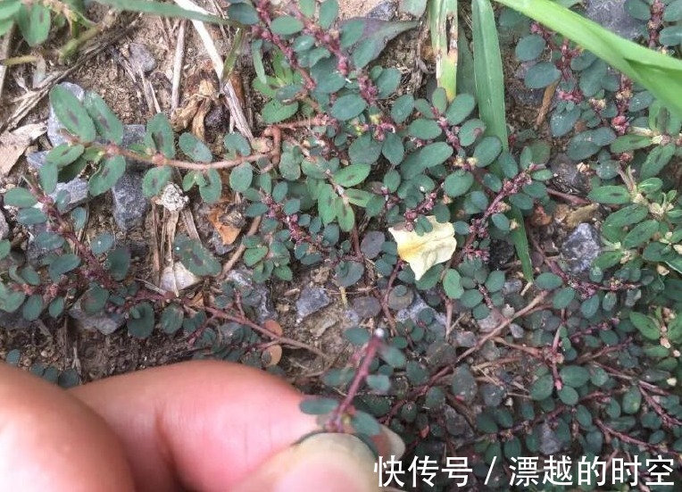 野草|农村叫做“卧蛋草”的野草，是极其珍贵的药材，认识吗