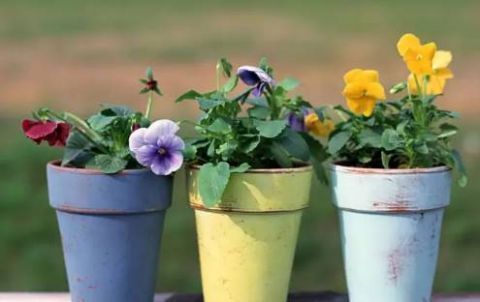 营养物质|都知道淘米水能浇花，但能浇那些花，该怎么浇，你知道吗