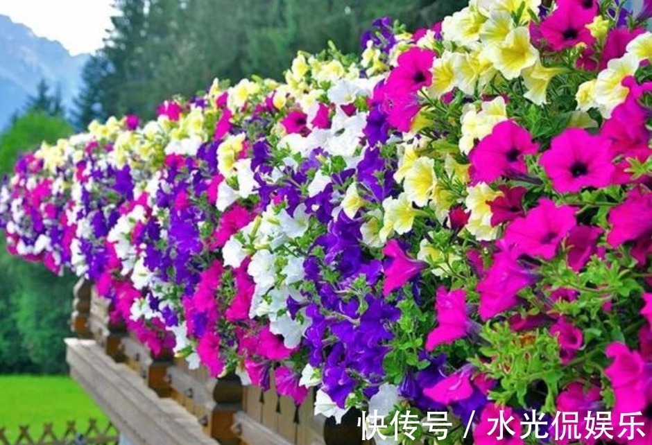 不会养花就买3种“便宜又好养”的花,几块钱一盆,开爆阳台!